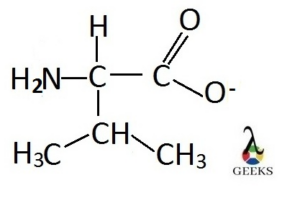 valine amino acid structure