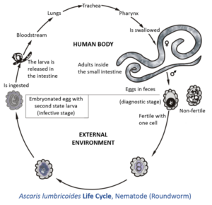 lossless page1 800px Ascaris lumbricoides life cycle.tif