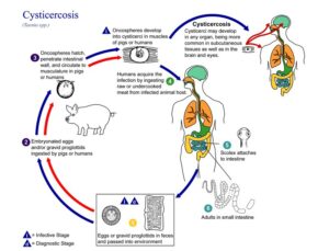 lossy page1 800px Taenia solium Life cycle 02.tif