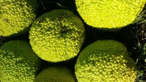 osage orange pomifera 2831149 1280