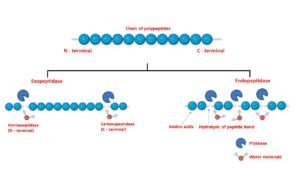 protease