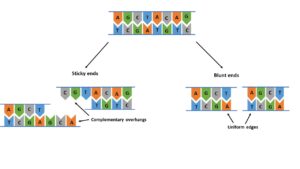 restriction enzyme example