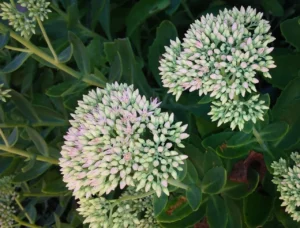 sedum 1635164 1280