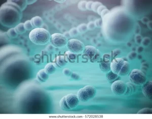 streptococcus pneumoniae pneumococcus bacterias 3d 600w 572028538