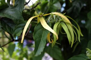 ylang ylang g6452d8d1c 1920