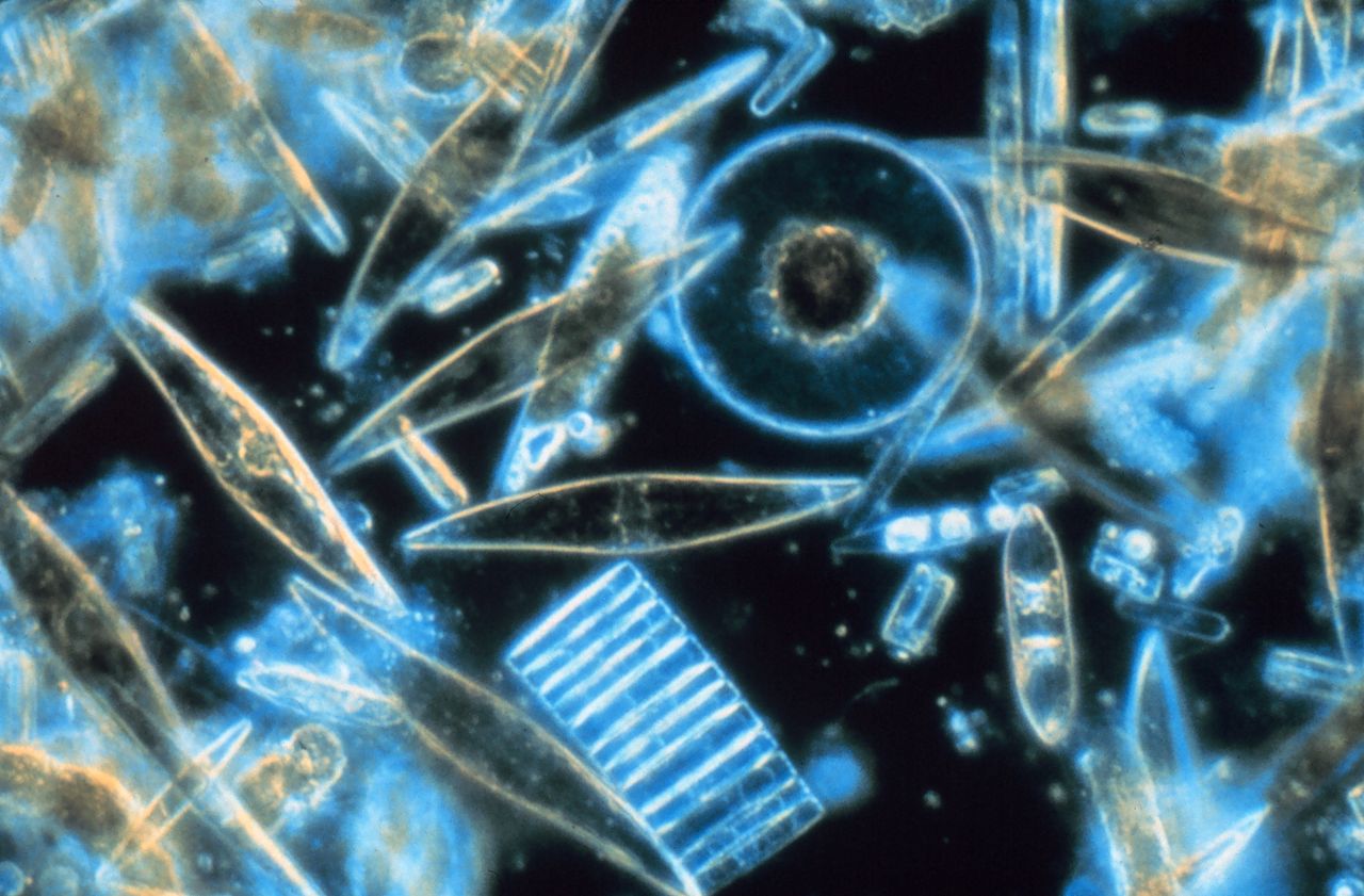 Diatoms as plant like protists examples