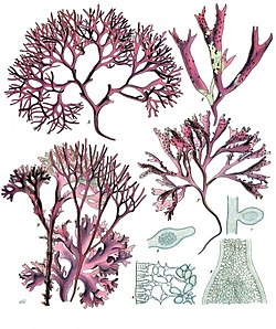 Red algae or Rhodophyceae as plant like protists examples