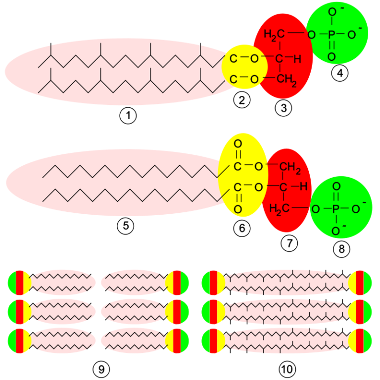 bacteria-cell-walls-and-archaea-cell-walls-5-facts-lambda-geeks