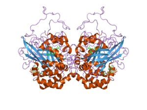 PDB 7cat EBI