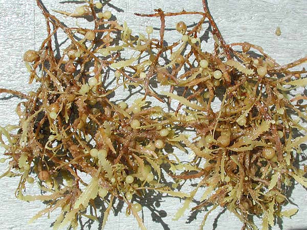 Sargassum as plant like protists examples