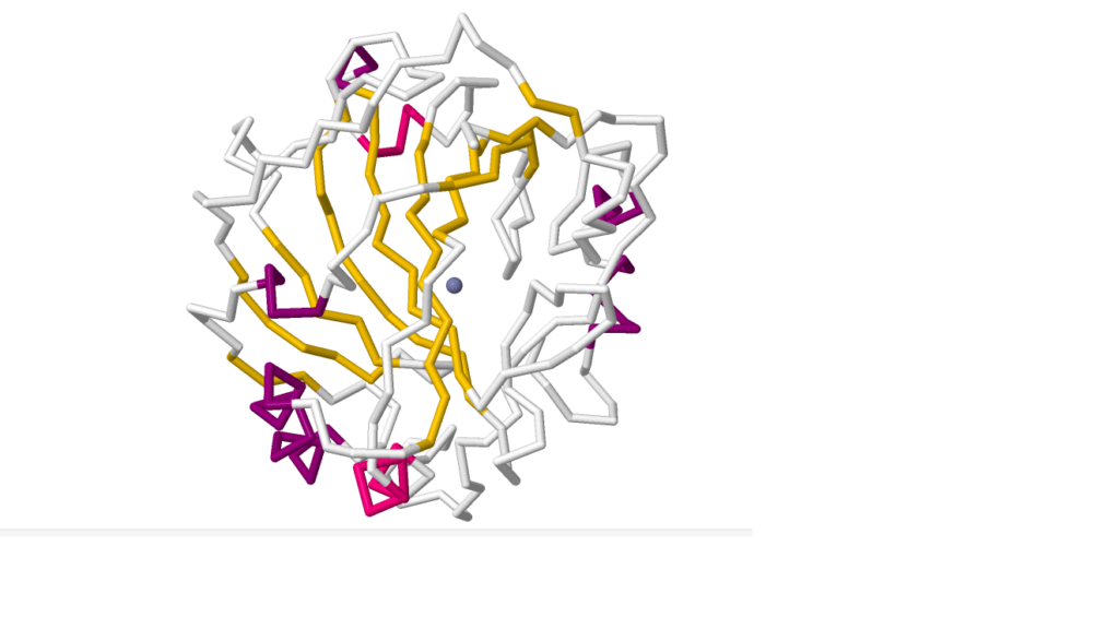 globular protein examples