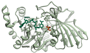 globular protein examples