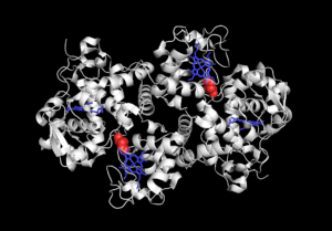 globular protein examples