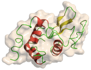 globular protein examples