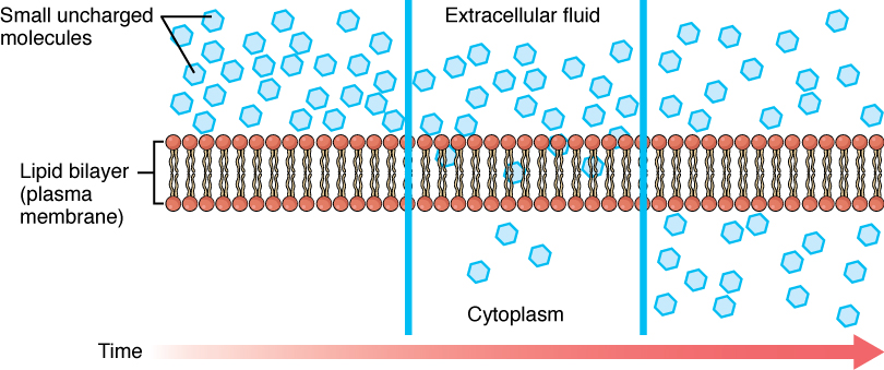 simple diffusion examples