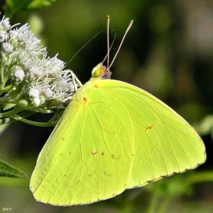 600px Cloudless Sulphur Phoebis sennae 7800769444