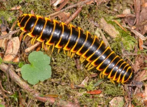 800px Apheloria virginiensis corrugata 2014 06 24