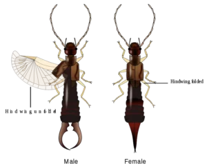 800px Earwig description.svg