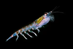 Antarctic krill Euphausia superba