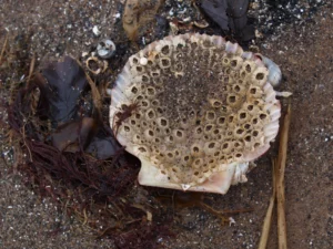 Barnacles growing inside a scallop 4505171623