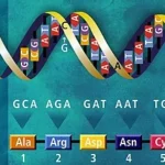 DNA translation example 1