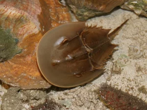 Limulus polyphemus aq.