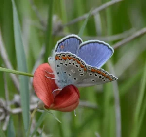 זכר כחליל קליאופטרה Plebejus pylaon cleopatra