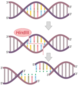 512px HindIII Restriction site and sticky ends vector.svg