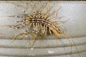 Scutigera coleoptrata