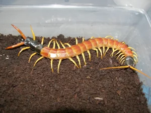 SSScolopendra heros