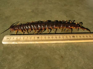 Scolopendra giga