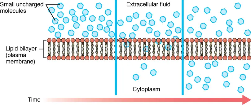 0305 Simple Diffusion Across Plasma Membrane 1