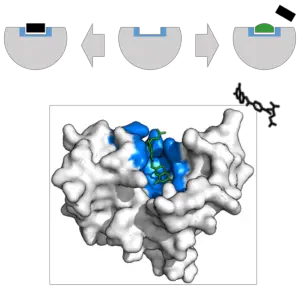 1024px DHFR methotrexate inhibitor.svg 300x288 1