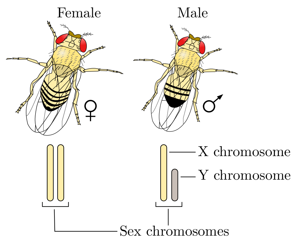 1024px Drosophila XY sex determination.svg