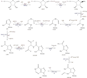 1024px Nucleotides syn1.svg 300x271 1