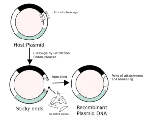 1024px Recombinant formation of plasmids.svg 300x243 1