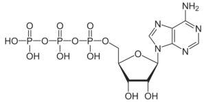 1200px Adenosintriphosphat protoniert.svg 300x148 1