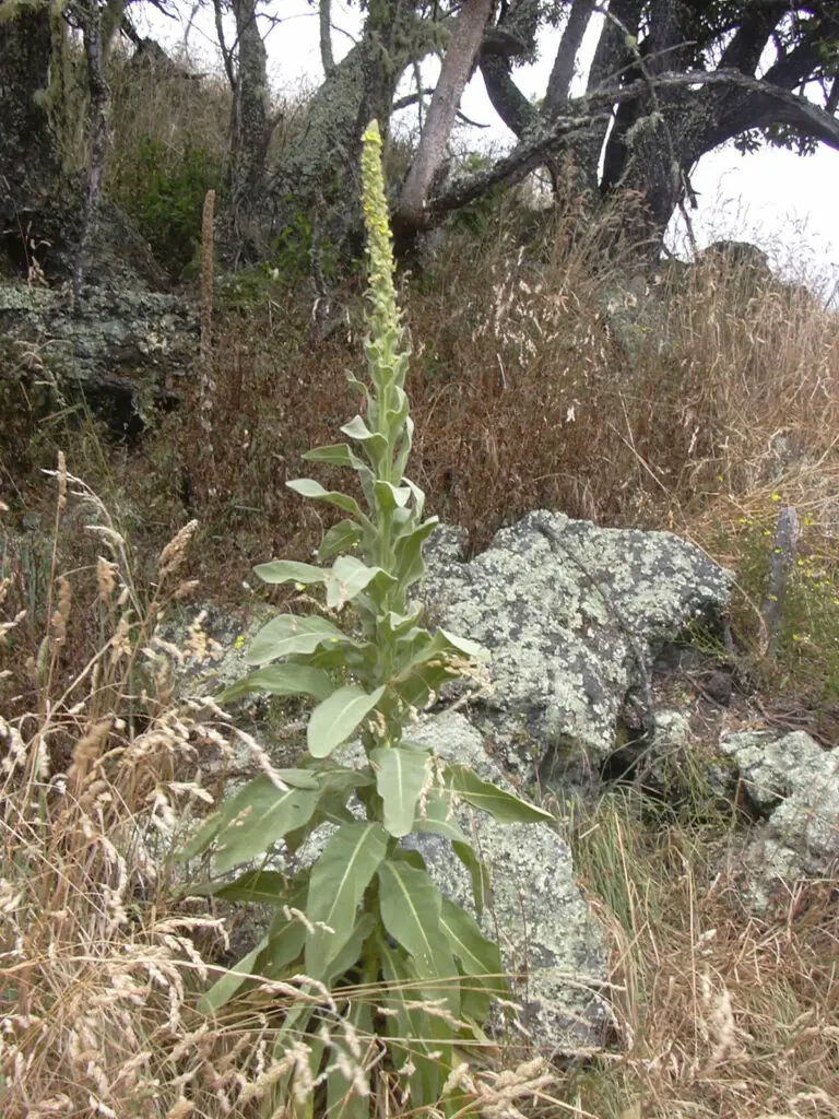 1200px Starr 040723 0030 Verbascum thapsus 768x1024 1