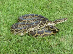 1280px Burmese python 6887388927 300x225 1