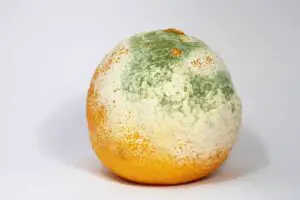 1280px Mouldy Clementine 300x200 1