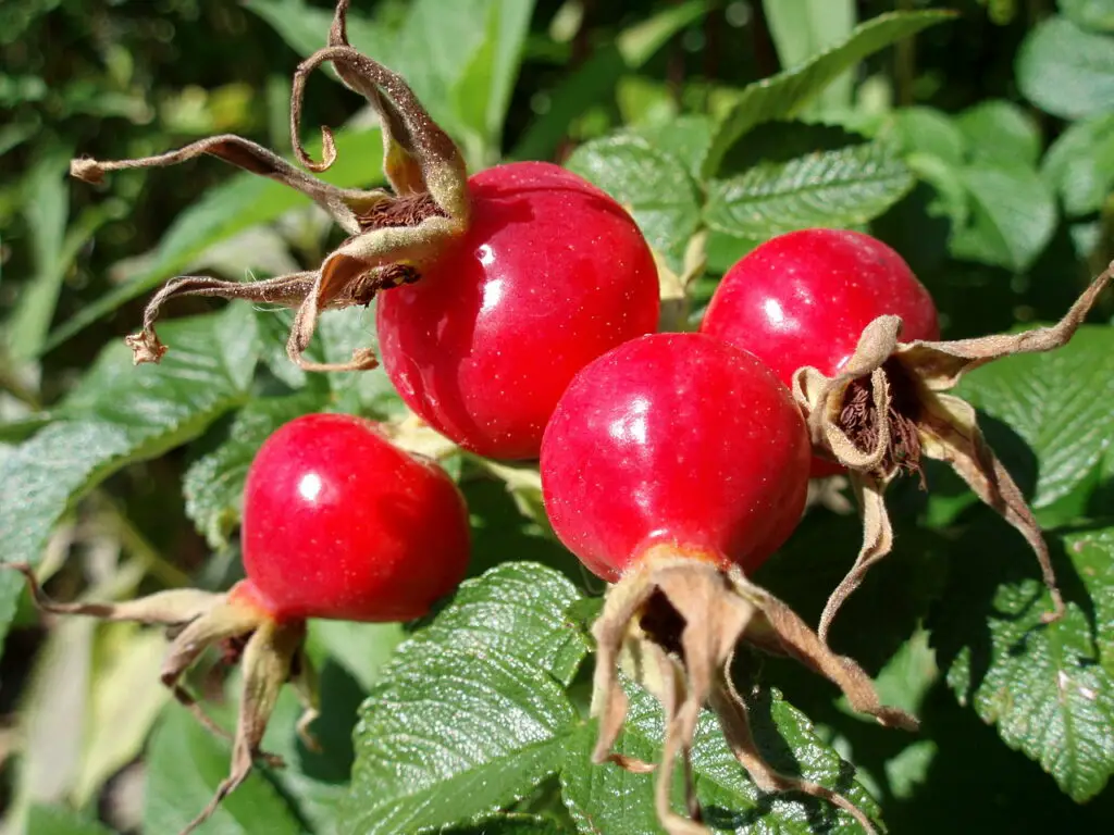 1280px Rose hips 1024x768 1