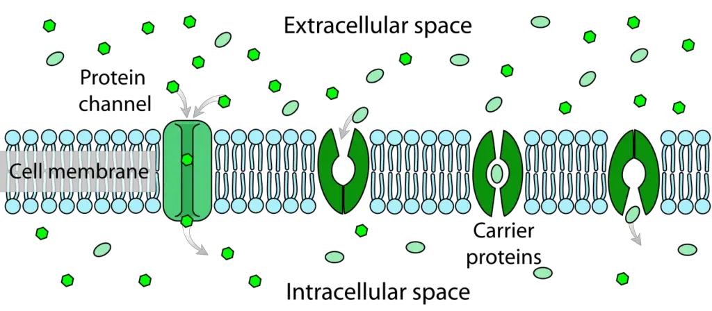 1280px Scheme facilitated diffusion in cell membrane en.svg 1024x448 1