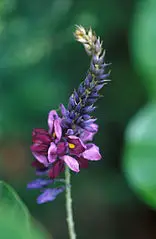 156px Flowering kudzu