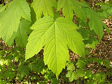 220px Acer pseudoplatanus 002