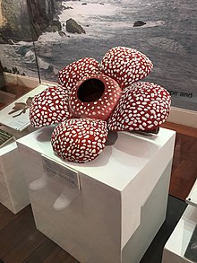 220px Preserved Rafflesia displayed in Philippine National Museum