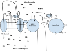 220px Respiration diagram