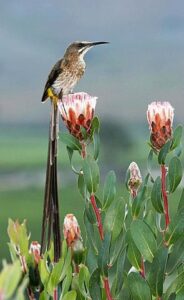 295px Cape Sugarbird Promerops cafer 184x300 1