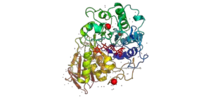 3 D Structure of Alpha amylase 300x144 1