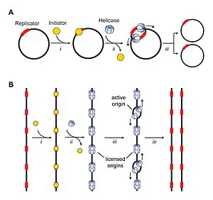 300px Origins of DNA replication Figure 1