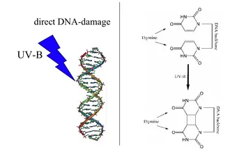 330px Direct DNA damage